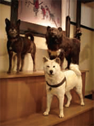 Akita-inu (Hachi), Sakhalin Husky (Jiro), Kai Dog : Japan Gallery 2F North