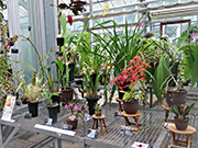 Tsukuba Orchid Exhibition