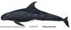 Pygmy killer whale illust