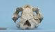 Dugong skull：Caudal
