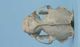 Sea otter skull：Dorsal