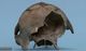 White-beaked dolphin skull：Caudal