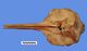 Blainville's beaked whale skull：Dorsal