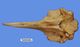 Ginkgo-toothed beaked whale skull：Dorsal