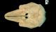 Finless porpoise skull：Dorsal