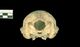 Caspian seal skull：Caudal