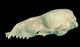 Caspian seal skull：Left