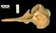 Dall's porpoise(dalli type) skull：Right