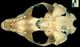 Harbor seal skull：Dorsal