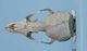 California sea lion skull：Dorsal
