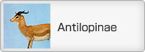 Antilopinae