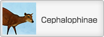 Cephalophinae