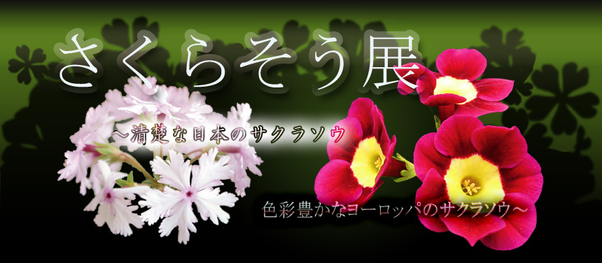 Title:「さくらそう展 ～清楚な日本のサクラソウ　色彩豊かなヨーロッパのサクラソウ～」