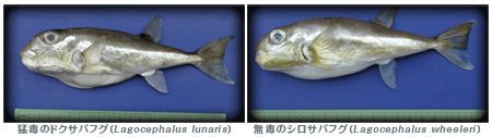 左：猛毒のドクサバフグ（Lagocephalus lunaris）、右：無毒のシロサバフグ（Lagocephalus wheeleri）
