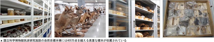 国立科学博物館筑波研究施設の自然史標本棟には400万点を超える貴重な標本が収蔵されている