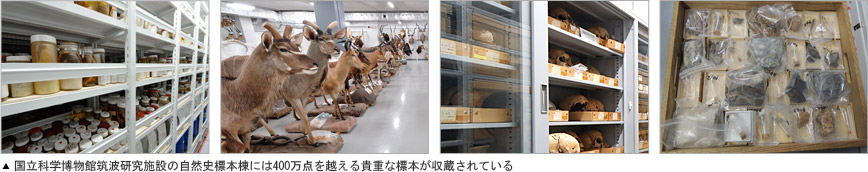 国立科学博物館筑波研究施設の自然史標本棟には400万点を超える貴重な標本が収蔵されている