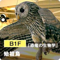 B1F「恐竜の生物学」始祖鳥