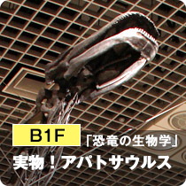 B1F「恐竜の生物学」実物！アパトサウルス