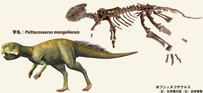 プシッタコサウルスの骨格＆復元図