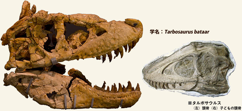 タルボサウルスの大人と子どもの頭骨