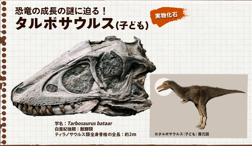 タルボサウルスの子ども[Tarbosaurus bataar]