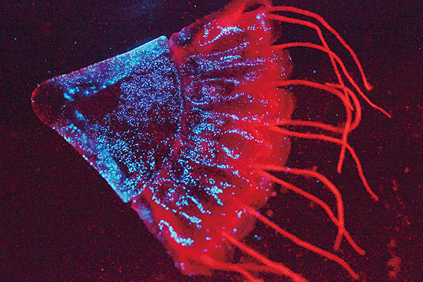 驚異の発光物体“クロカムリクラゲ”