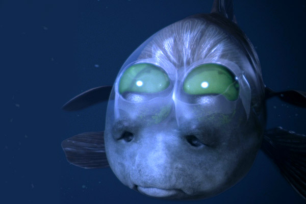 ザ・深海魚“デメニギス”（写真はCG）
