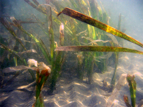 Seagrass bed at west coast of Libong Island.