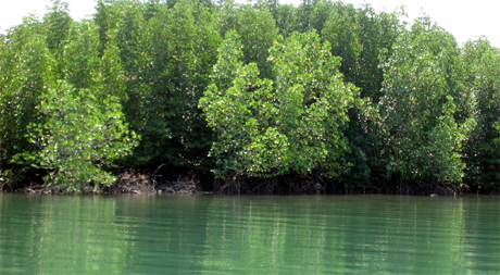 Mangrove creek in Libong Island.