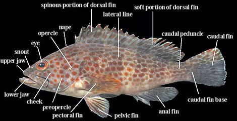Body parts of bony fish