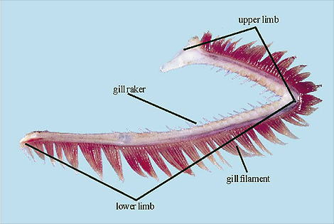 Gill arch of bony fish