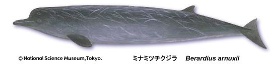 Arnoux's beaked whale