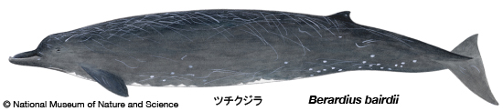 Baird's beaked whale