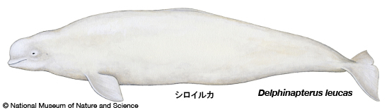 White whale