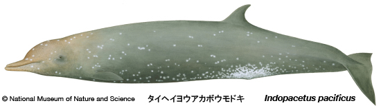 Longman's beaked whale