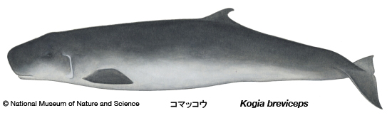 Pygmy sperm whale