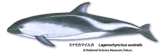 Peale's dolphin
