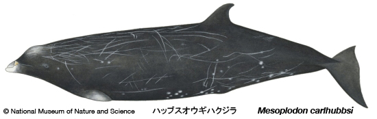 Hubbs' beaked whale
