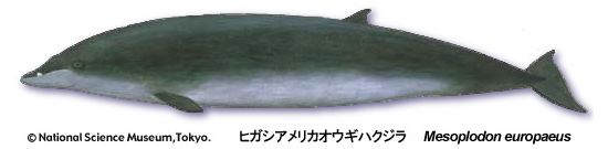 ヒガシアメリカオウギハクジラ
