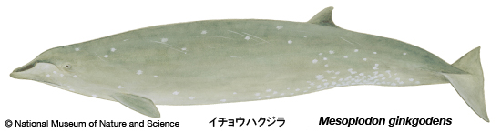 Ginkgo-toothed beaked whale