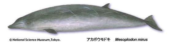 True's beaked whale