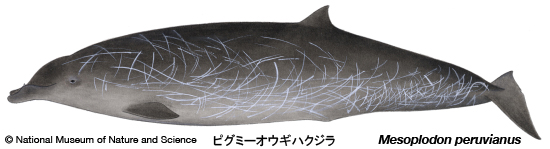 ピグミーオウギハクジラ