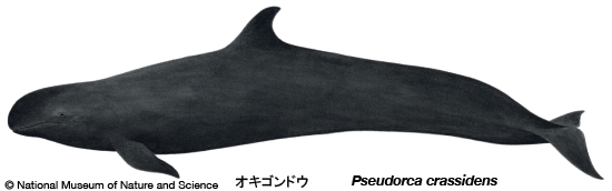 False killer whale
