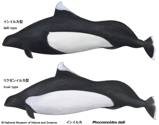 Dall's porpoise(dalli type)