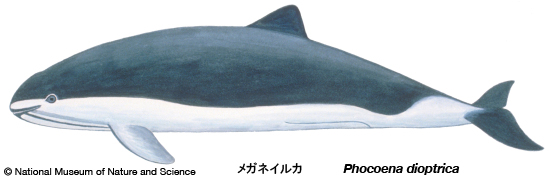 Spectacled porpoise