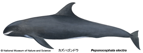 Melon-headed whale