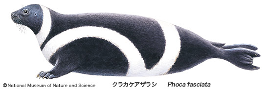 Ribbon seal(Phoca fasciata)