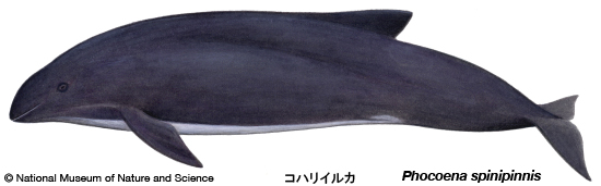 Burmeister's porpoise