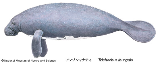 Amazonian manatee(Trichechus inunguis)
