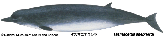 Shepherd's beaked whale